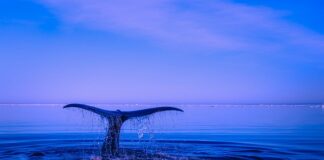 Jak zrobić ogon kota z rajstop?