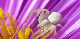 Jak zrobić pająka z bibuły?