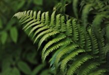 Co kontrastuje z zielonym?