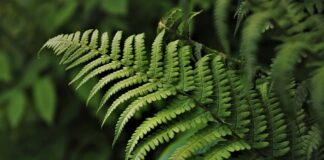 Co kontrastuje z zielonym?