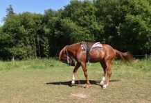 Czy opłaca się montować kominek?