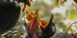 Czy można karmić pszczoły miodem?