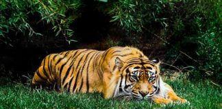 Co dać zamiast planty do masy cukrowej?