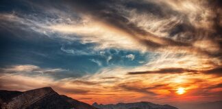 O której godzinie pszczoły wracają do ula?