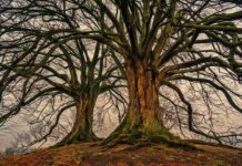 Co daje podwójną szyba w kominku? Co daje podwójną szyba w kominku?