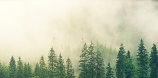 Czy sucha sosna można palić w kominku?