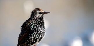 Dlaczego widać ślady po Walku?