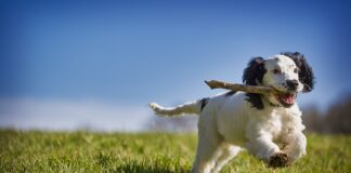 Jak odzyskać ciepło z kozy?