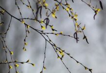 Czy brzoza pali się mokra? Czy brzoza pali się mokra?