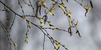 Czy brzoza pali się mokra?