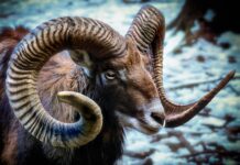 Gdzie kupić rogi diabła?