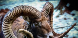 Gdzie kupić rogi diabła?