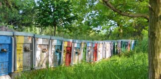 Z jakiego ula najwięcej miodu?