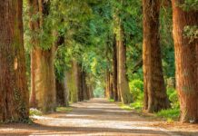 Jakim drzewem nie wolno palić w kominku?