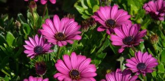 Jak zrobić pelerynę diabła?