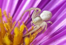 Z czego zrobić pająki? Z czego zrobić pająki?