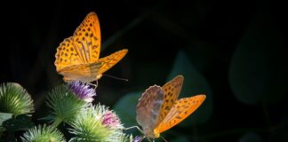 Co zrobić żeby masa cukrowa się błyszczała?