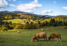 Ile kosztuje założenie pasieki pszczół?