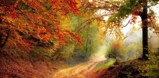 Do którego roku można palić w kominku?