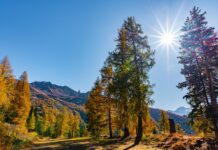 Co pod masę cukrowa na tort?