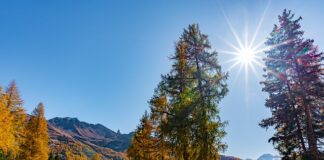 Co pod masę cukrowa na tort?