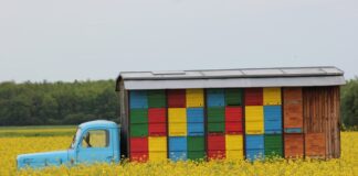 Czy ule trzeba zgłaszać?