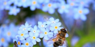 Ile miodu dziennie zbiera pszczoła?