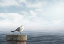 Jak uspokoić pszczoły?