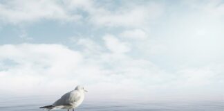 Jak uspokoić pszczoły?