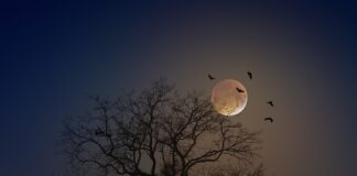 Jak zrobić nietoperza z rolki po papierze toaletowym?