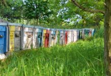 Co ile powinno się zaglądać do ula? Co ile powinno się zaglądać do ula?