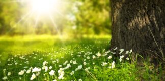 Jaka tapeta obok kominka?