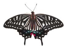 Ile kosztuje usuniecie nagaru?