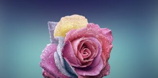 Czym się różni pled od koca?