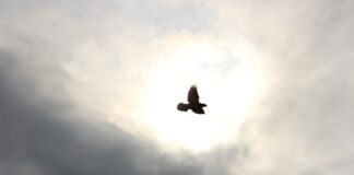 Co to znaczy pełny przelot?