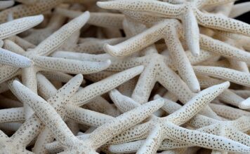 Jak wyczyścić kolektor dolotowy BMW? Jak wyczyścić kolektor dolotowy BMW?