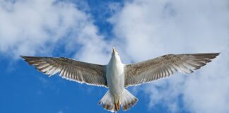 Jakie koło dojazdowe do VW Touran?