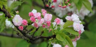 Jaka jest żywotność sprzęgła?