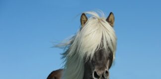 Ile koni daje zimny dolot?