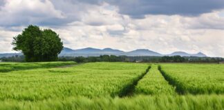 Jaki rozstaw śrub ma Nissan Qashqai?