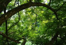 Jaka sklejka na podłogę do kampera? Jaka sklejka na podłogę do kampera?