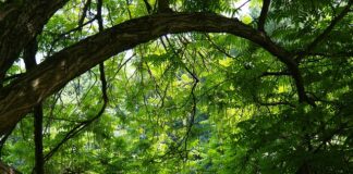 Jaka sklejka na podłogę do kampera?