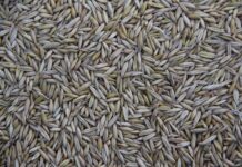 Gdzie jest produkowana arkana?