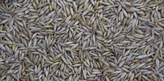 Gdzie jest produkowana arkana?