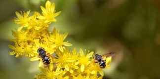 Ile motków wełny na koc?