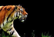 Czy dwumasa jest w automacie? Czy dwumasa jest w automacie?