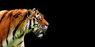 Czy dwumasa jest w automacie?