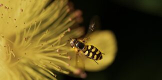Dlaczego koło zamachowe ma zęby?