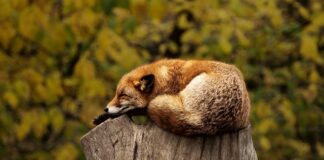 Co oznacza czerwona kontrolka kierownicy w samochodzie?