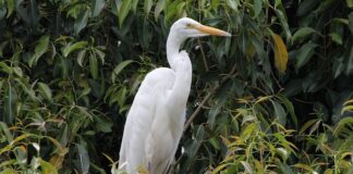 Czy w Polsce można mieszkać w przyczepie kempingowej?